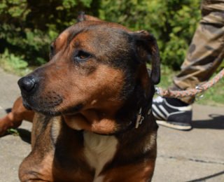 Bella, nőstény, kutya, Örökbefogadható kutya, gazdira váró állat, örökbefogadható kutya, Miskolci Második Esély Állatvédő alapítvány, MME, Miskolc