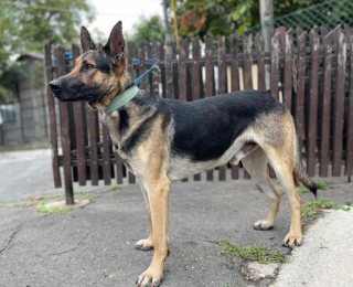 Bella, nőstény, kutya, Örökbefogadható kutya, gazdira váró állat, örökbefogadható kutya, Miskolci Második Esély Állatvédő alapítvány, MME, Miskolc