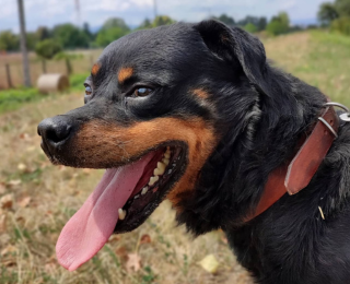 Bella, nőstény, kutya, Örökbefogadható kutya, gazdira váró állat, örökbefogadható kutya, Miskolci Második Esély Állatvédő alapítvány, MME, Miskolc