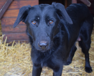 Bella, nőstény, kutya, Örökbefogadható kutya, gazdira váró állat, örökbefogadható kutya, Miskolci Második Esély Állatvédő alapítvány, MME, Miskolc