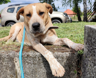 Dodó, nőstény, kutya, Örökbefogadható kutya, gazdira váró állat, örökbefogadható kutya, Miskolci Második Esély Állatvédő alapítvány, MME, Miskolc