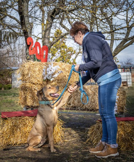 Miskolci Második Esély Állatvédő Alapítvány, Miskolci állategészségügyi telep, állatok mentése, gazdásítása, oltás, chip, kezelés, nyílt nap, sétáltatás, második esély, kóbor állatok, Miskolc