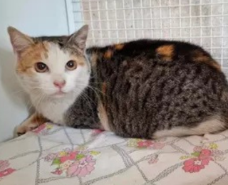 Dorothy, nőstény, ivartalanított, cica, macska, Örökbefogadás, gazdira váró macska, örökbefogadható cica, Miskolci Második Esély Állatvédő alapítvány, MME, Miskolc