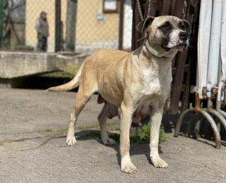 Wella-nosteny-kutyus-kutya-orokbefogadas-gazdira-varo-kutya-orokbefogadhato-kutya-miskolci-masodik-esely-allatvedo-alapitvany-mme Wella, nőstény kutya, Örökbefogadható kutya, gazdira váró állat, örökbefogadható kutya, Miskolci Második Esély Állatvédő alapítvány, MME, Miskolc