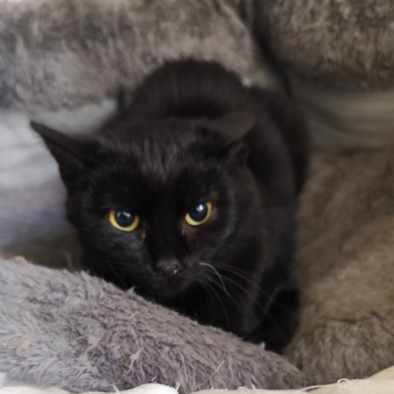 Krampusz-kandur-macska-orokbefogadas-gazdira-varo-macska-orokbefogadhato-cica-miskolci-masodik-esely-allatvedo-alapitvany-mme-1 Krampusz, kandúr, cica, macska, Örökbefogadás, gazdira váró macska, örökbefogadható cica, Miskolci Második Esély Állatvédő alapítvány, MME, Miskolc