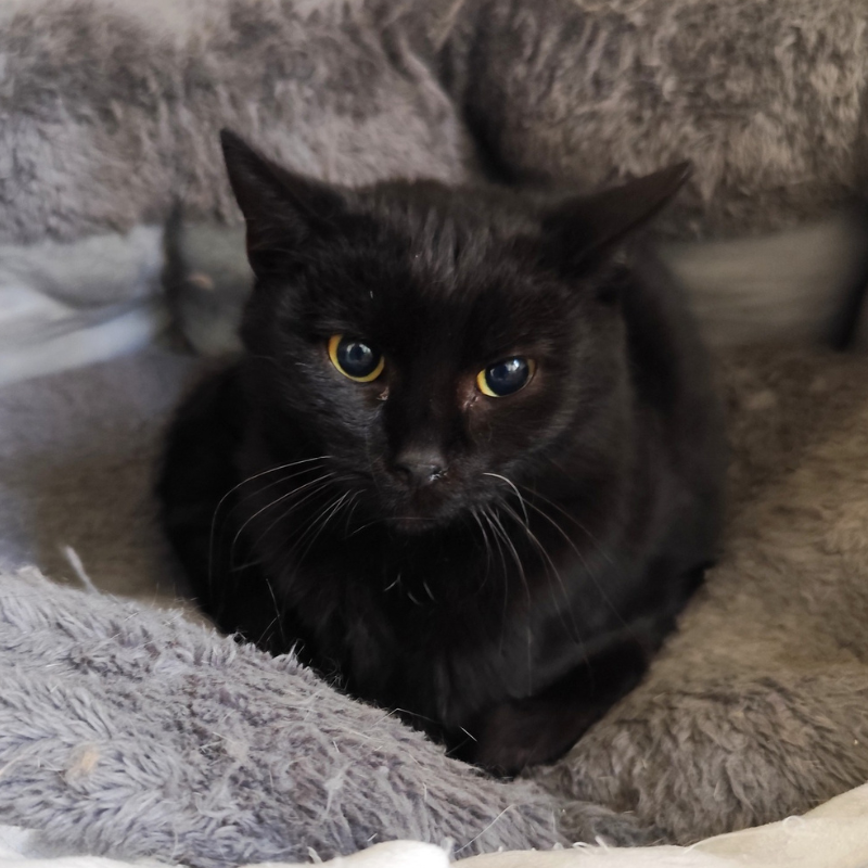 Krampusz-kandur-macska-orokbefogadas-gazdira-varo-macska-orokbefogadhato-cica-miskolci-masodik-esely-allatvedo-alapitvany-mme-2 Krampusz, kandúr, cica, macska, Örökbefogadás, gazdira váró macska, örökbefogadható cica, Miskolci Második Esély Állatvédő alapítvány, MME, Miskolc