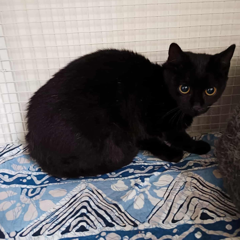 Krampusz-kandur-macska-orokbefogadas-gazdira-varo-macska-orokbefogadhato-cica-miskolci-masodik-esely-allatvedo-alapitvany-mme-3 Krampusz, kandúr, cica, macska, Örökbefogadás, gazdira váró macska, örökbefogadható cica, Miskolci Második Esély Állatvédő alapítvány, MME, Miskolc