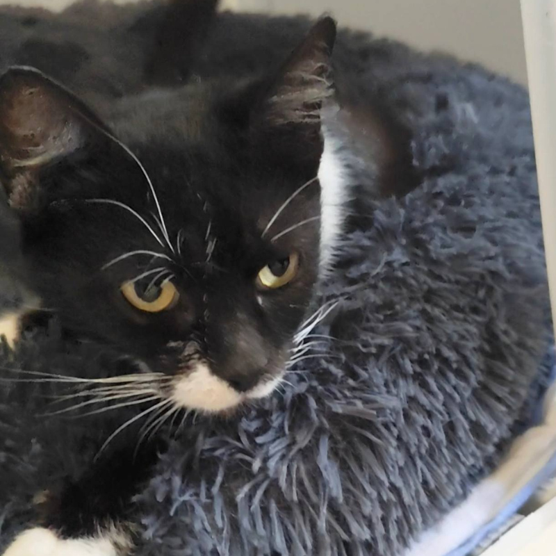 Lola-nosteny-macska-orokbefogadas-gazdira-varo-macska-orokbefogadhato-cica-miskolci-masodik-esely-allatvedo-alapitvany-mme-1 Lola, nőstény, cica, macska, Örökbefogadás, gazdira váró macska, örökbefogadható cica, Miskolci Második Esély Állatvédő alapítvány, MME, Miskolc