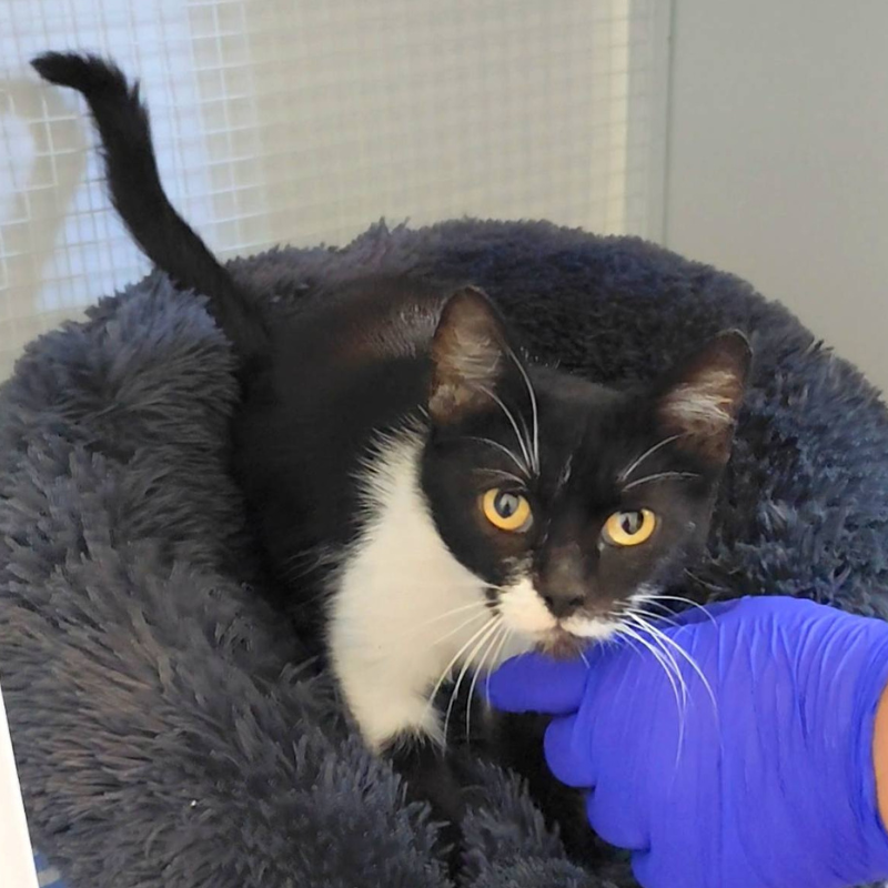 Lola-nosteny-macska-orokbefogadas-gazdira-varo-macska-orokbefogadhato-cica-miskolci-masodik-esely-allatvedo-alapitvany-mme-2 Lola, nőstény, cica, macska, Örökbefogadás, gazdira váró macska, örökbefogadható cica, Miskolci Második Esély Állatvédő alapítvány, MME, Miskolc