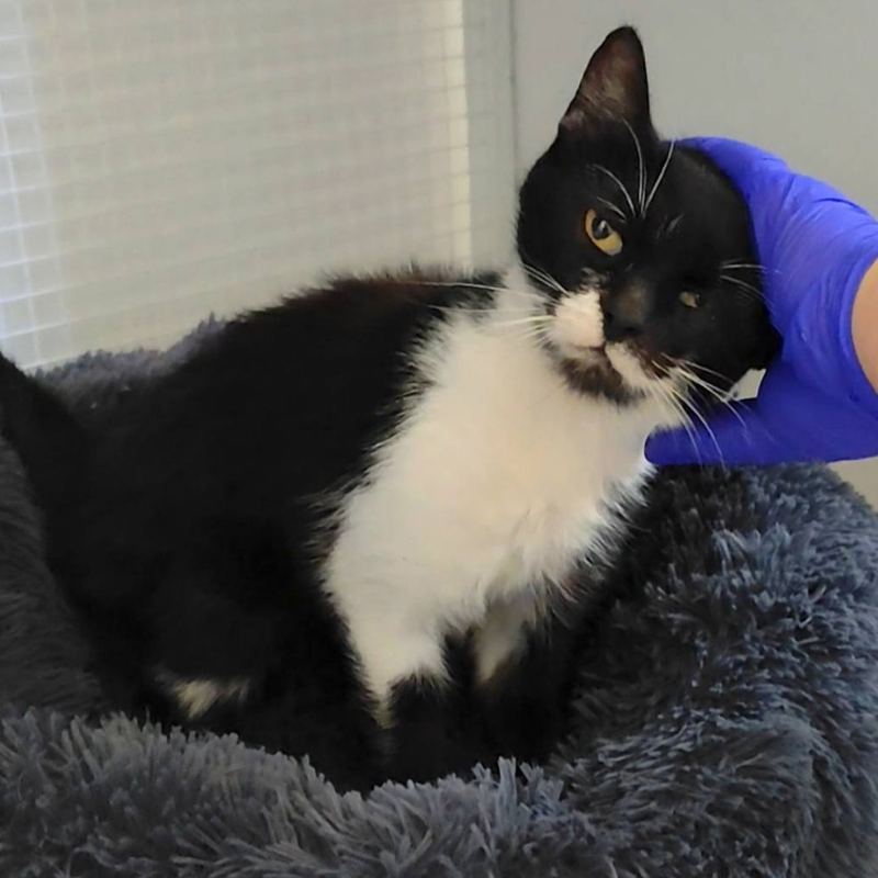 Lola-nosteny-macska-orokbefogadas-gazdira-varo-macska-orokbefogadhato-cica-miskolci-masodik-esely-allatvedo-alapitvany-mme-3 Lola, nőstény, cica, macska, Örökbefogadás, gazdira váró macska, örökbefogadható cica, Miskolci Második Esély Állatvédő alapítvány, MME, Miskolc