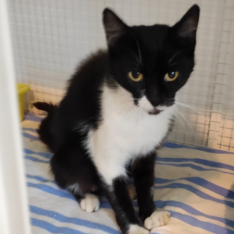 Lola-nosteny-macska-orokbefogadas-gazdira-varo-macska-orokbefogadhato-cica-miskolci-masodik-esely-allatvedo-alapitvany-mme-4 Lola, nőstény, cica, macska, Örökbefogadás, gazdira váró macska, örökbefogadható cica, Miskolci Második Esély Állatvédő alapítvány, MME, Miskolc