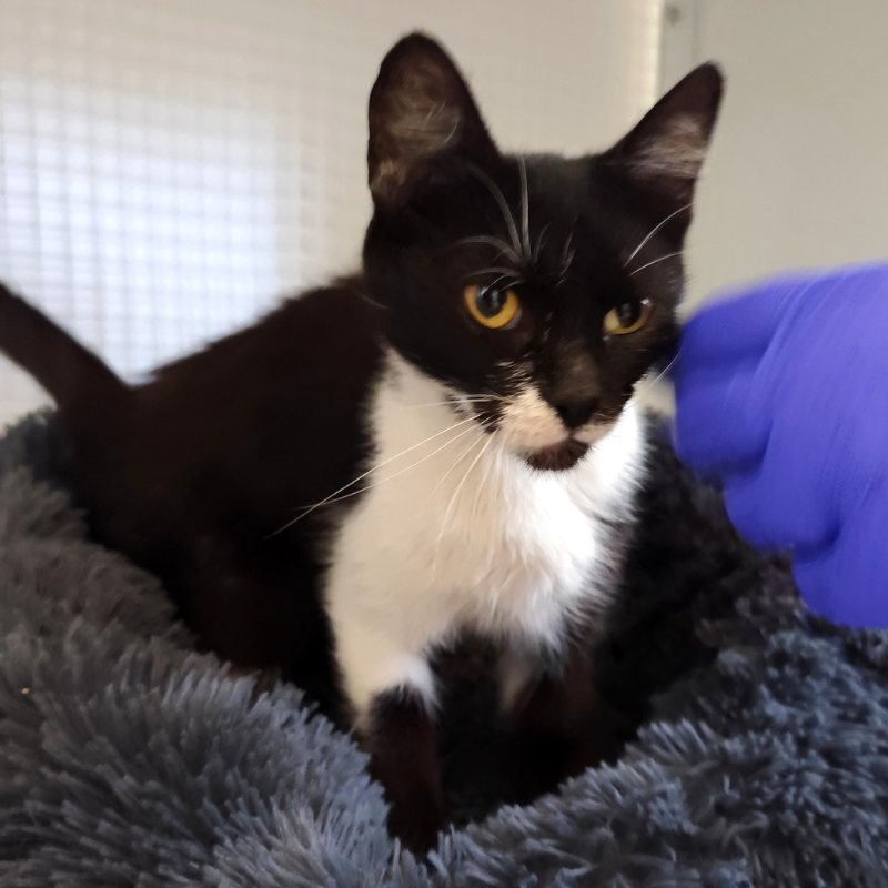 Lola-nosteny-macska-orokbefogadas-gazdira-varo-macska-orokbefogadhato-cica-miskolci-masodik-esely-allatvedo-alapitvany-mme-5 Lola, nőstény, cica, macska, Örökbefogadás, gazdira váró macska, örökbefogadható cica, Miskolci Második Esély Állatvédő alapítvány, MME, Miskolc