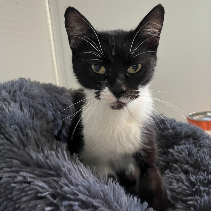 Lola-nosteny-macska-orokbefogadas-gazdira-varo-macska-orokbefogadhato-cica-miskolci-masodik-esely-allatvedo-alapitvany-mme-6 Lola, nőstény, cica, macska, Örökbefogadás, gazdira váró macska, örökbefogadható cica, Miskolci Második Esély Állatvédő alapítvány, MME, Miskolc