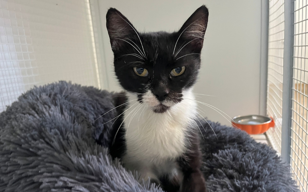 Lola, nőstény, cica, macska, Örökbefogadás, gazdira váró macska, örökbefogadható cica, Miskolci Második Esély Állatvédő alapítvány, MME, Miskolc