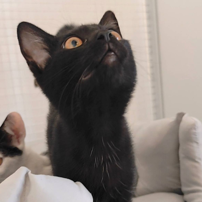 Nancy-nosteny-macska-orokbefogadas-gazdira-varo-macska-orokbefogadhato-cica-miskolci-masodik-esely-allatvedo-alapitvany-mme-1 Nancy, nőstény, cica, macska, Örökbefogadás, gazdira váró macska, örökbefogadható cica, Miskolci Második Esély Állatvédő alapítvány, MME, Miskolc