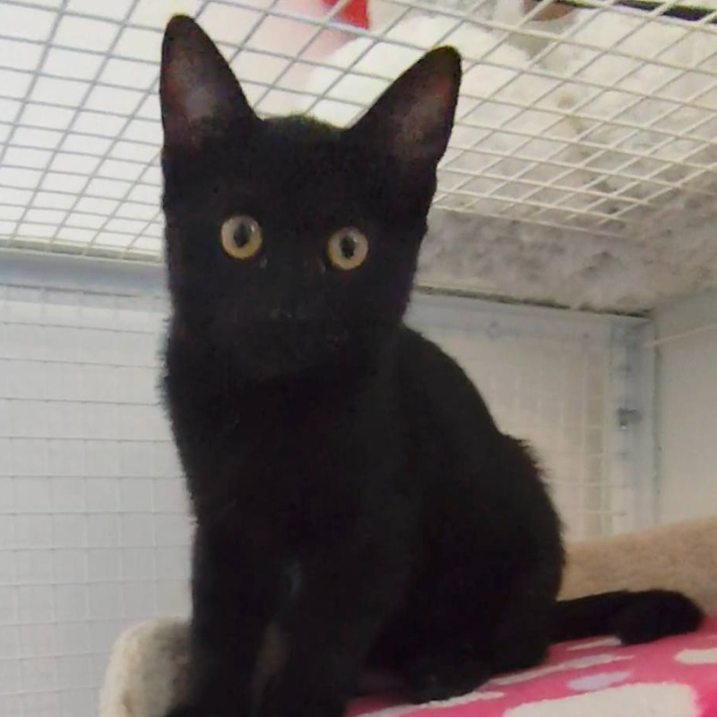 Nancy-nosteny-macska-orokbefogadas-gazdira-varo-macska-orokbefogadhato-cica-miskolci-masodik-esely-allatvedo-alapitvany-mme-2 Nancy, nőstény, cica, macska, Örökbefogadás, gazdira váró macska, örökbefogadható cica, Miskolci Második Esély Állatvédő alapítvány, MME, Miskolc