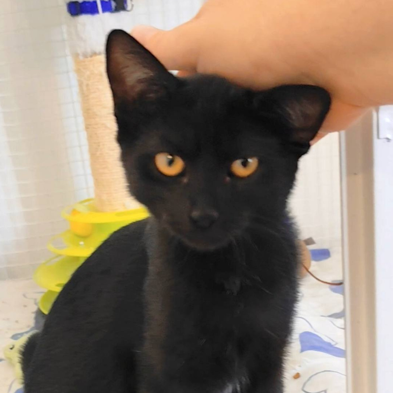 Nancy-nosteny-macska-orokbefogadas-gazdira-varo-macska-orokbefogadhato-cica-miskolci-masodik-esely-allatvedo-alapitvany-mme-3 Nancy, nőstény, cica, macska, Örökbefogadás, gazdira váró macska, örökbefogadható cica, Miskolci Második Esély Állatvédő alapítvány, MME, Miskolc