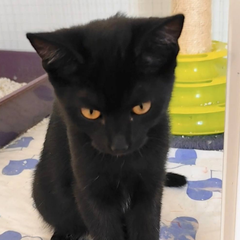 Nancy-nosteny-macska-orokbefogadas-gazdira-varo-macska-orokbefogadhato-cica-miskolci-masodik-esely-allatvedo-alapitvany-mme-4 Nancy, nőstény, cica, macska, Örökbefogadás, gazdira váró macska, örökbefogadható cica, Miskolci Második Esély Állatvédő alapítvány, MME, Miskolc