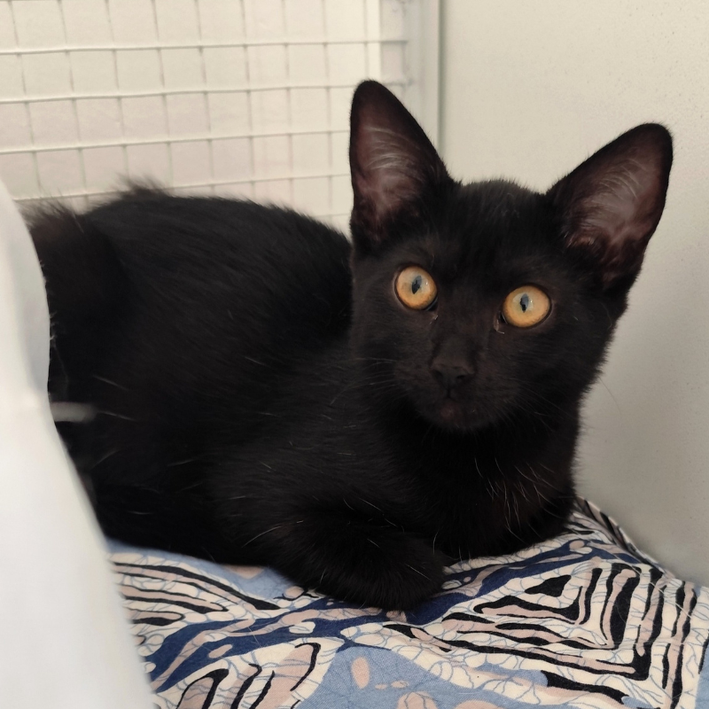 Nancy-nosteny-macska-orokbefogadas-gazdira-varo-macska-orokbefogadhato-cica-miskolci-masodik-esely-allatvedo-alapitvany-mme-5 Nancy, nőstény, cica, macska, Örökbefogadás, gazdira váró macska, örökbefogadható cica, Miskolci Második Esély Állatvédő alapítvány, MME, Miskolc