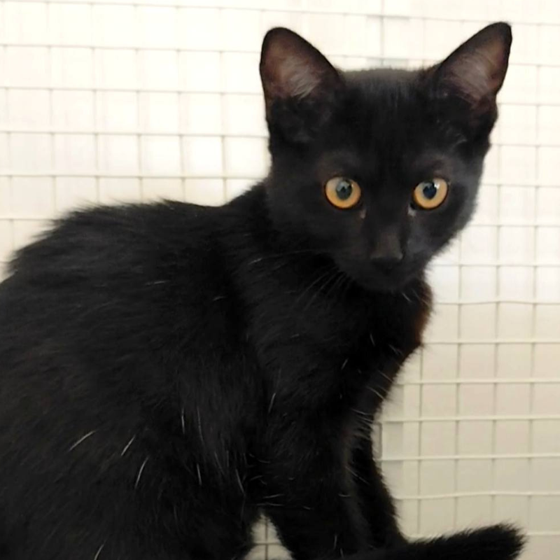 Nancy-nosteny-macska-orokbefogadas-gazdira-varo-macska-orokbefogadhato-cica-miskolci-masodik-esely-allatvedo-alapitvany-mme-7 Nancy, nőstény, cica, macska, Örökbefogadás, gazdira váró macska, örökbefogadható cica, Miskolci Második Esély Állatvédő alapítvány, MME, Miskolc