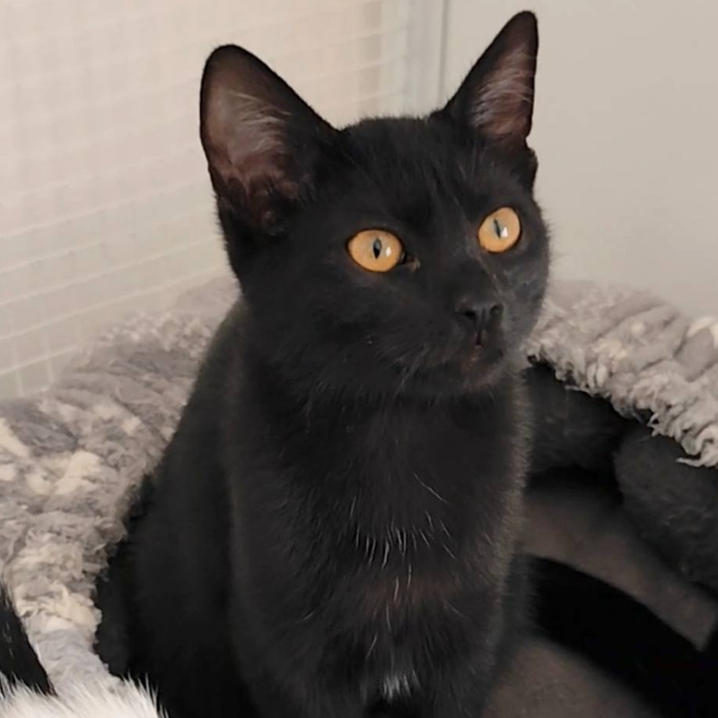 Nancy-nosteny-macska-orokbefogadas-gazdira-varo-macska-orokbefogadhato-cica-miskolci-masodik-esely-allatvedo-alapitvany-mme-8 Nancy, nőstény, cica, macska, Örökbefogadás, gazdira váró macska, örökbefogadható cica, Miskolci Második Esély Állatvédő alapítvány, MME, Miskolc