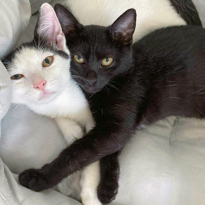 Nancy-nosteny-macska-orokbefogadas-gazdira-varo-macska-orokbefogadhato-cica-miskolci-masodik-esely-allatvedo-alapitvany-mme-9 Nancy, nőstény, cica, macska, Örökbefogadás, gazdira váró macska, örökbefogadható cica, Miskolci Második Esély Állatvédő alapítvány, MME, Miskolc