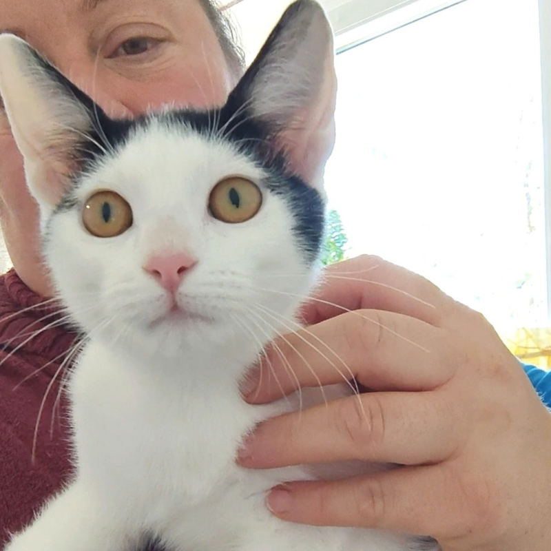 Nicole-nosteny-macska-orokbefogadas-gazdira-varo-macska-orokbefogadhato-cica-miskolci-masodik-esely-allatvedo-alapitvany-mme-1 Nicole, nőstény, cica, macska, Örökbefogadás, gazdira váró macska, örökbefogadható cica, Miskolci Második Esély Állatvédő alapítvány, MME, Miskolc