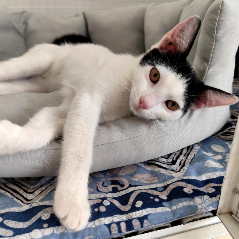 Nicole-nosteny-macska-orokbefogadas-gazdira-varo-macska-orokbefogadhato-cica-miskolci-masodik-esely-allatvedo-alapitvany-mme-2 Nicole, nőstény, cica, macska, Örökbefogadás, gazdira váró macska, örökbefogadható cica, Miskolci Második Esély Állatvédő alapítvány, MME, Miskolc