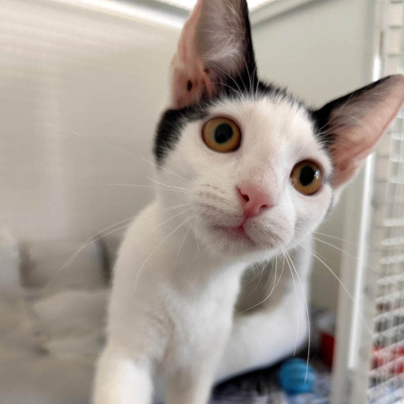 Nicole-nosteny-macska-orokbefogadas-gazdira-varo-macska-orokbefogadhato-cica-miskolci-masodik-esely-allatvedo-alapitvany-mme-3 Nicole, nőstény, cica, macska, Örökbefogadás, gazdira váró macska, örökbefogadható cica, Miskolci Második Esély Állatvédő alapítvány, MME, Miskolc