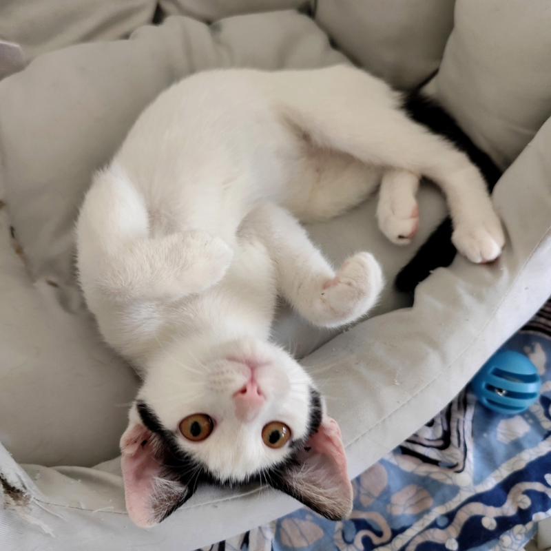 Nicole-nosteny-macska-orokbefogadas-gazdira-varo-macska-orokbefogadhato-cica-miskolci-masodik-esely-allatvedo-alapitvany-mme-4 Nicole, nőstény, cica, macska, Örökbefogadás, gazdira váró macska, örökbefogadható cica, Miskolci Második Esély Állatvédő alapítvány, MME, Miskolc