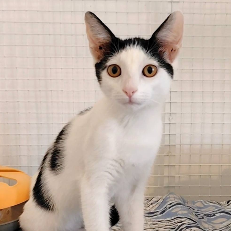 Nicole-nosteny-macska-orokbefogadas-gazdira-varo-macska-orokbefogadhato-cica-miskolci-masodik-esely-allatvedo-alapitvany-mme-5 Nicole, nőstény, cica, macska, Örökbefogadás, gazdira váró macska, örökbefogadható cica, Miskolci Második Esély Állatvédő alapítvány, MME, Miskolc