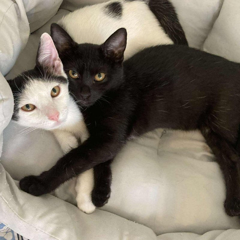 Nicole -nosteny-macska-orokbefogadas-gazdira-varo-macska-orokbefogadhato-cica-miskolci-masodik-esely-allatvedo-alapitvany-mme-6 Nicole, nőstény, cica, macska, Örökbefogadás, gazdira váró macska, örökbefogadható cica, Miskolci Második Esély Állatvédő alapítvány, MME, Miskolc