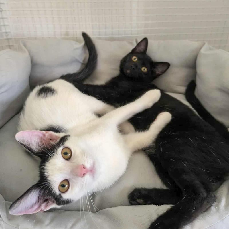 Nicole-nosteny-macska-orokbefogadas-gazdira-varo-macska-orokbefogadhato-cica-miskolci-masodik-esely-allatvedo-alapitvany-mme-7 Nicole, nőstény, cica, macska, Örökbefogadás, gazdira váró macska, örökbefogadható cica, Miskolci Második Esély Állatvédő alapítvány, MME, Miskolc