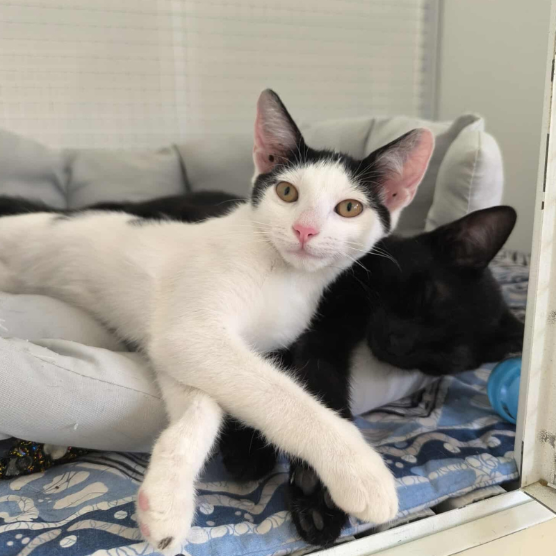 Nicole -nosteny-macska-orokbefogadas-gazdira-varo-macska-orokbefogadhato-cica-miskolci-masodik-esely-allatvedo-alapitvany-mme-8 Nicole, nőstény, cica, macska, Örökbefogadás, gazdira váró macska, örökbefogadható cica, Miskolci Második Esély Állatvédő alapítvány, MME, Miskolc