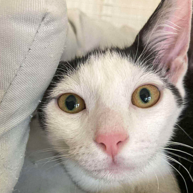 Nicole -nosteny-macska-orokbefogadas-gazdira-varo-macska-orokbefogadhato-cica-miskolci-masodik-esely-allatvedo-alapitvany-mme-9 Nicole, nőstény, cica, macska, Örökbefogadás, gazdira váró macska, örökbefogadható cica, Miskolci Második Esély Állatvédő alapítvány, MME, Miskolc