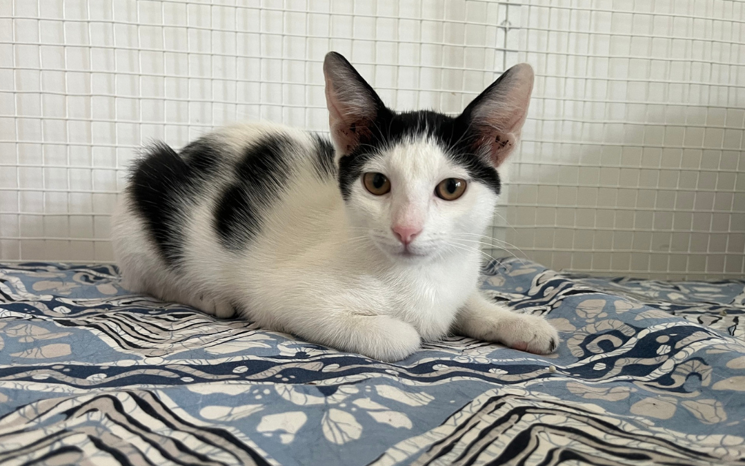 Nicole, nőstény, cica, macska, Örökbefogadás, gazdira váró macska, örökbefogadható cica, Miskolci Második Esély Állatvédő alapítvány, MME, Miskolc