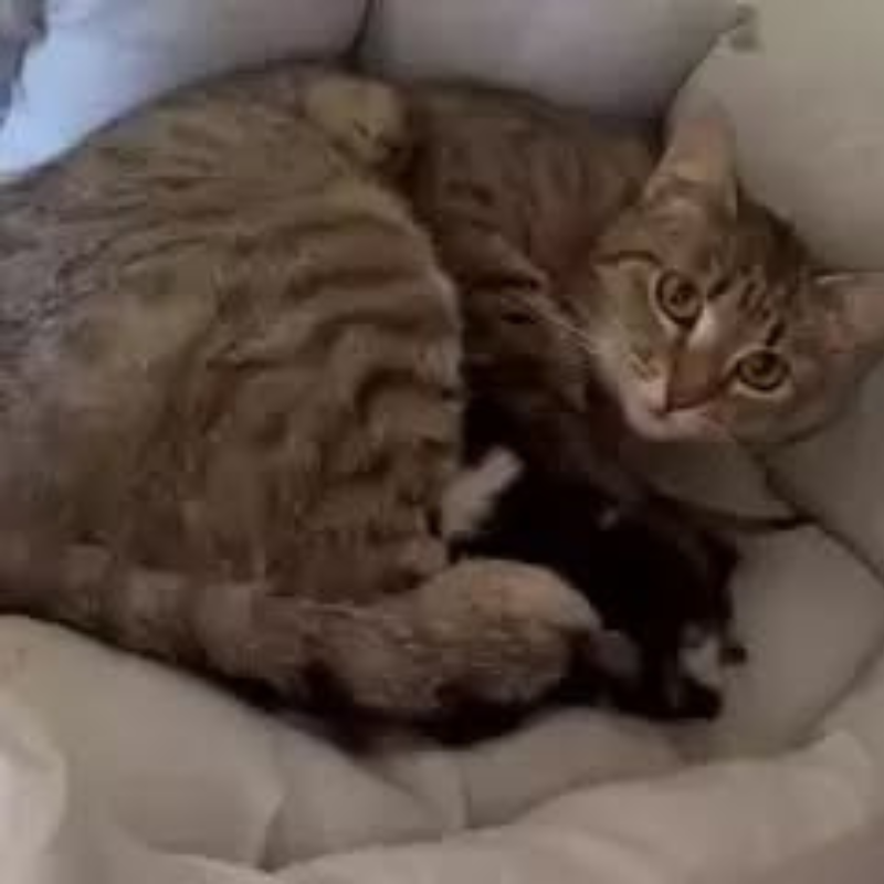 Peggie-nosteny-macska-orokbefogadas-gazdira-varo-macska-orokbefogadhato-cica-miskolci-masodik-esely-allatvedo-alapitvany-mme-1 Peggie, nőstény, cica, macska, Örökbefogadás, gazdira váró macska, örökbefogadható cica, Miskolci Második Esély Állatvédő alapítvány, MME, Miskolc