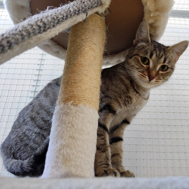 Peggie-nosteny-macska-orokbefogadas-gazdira-varo-macska-orokbefogadhato-cica-miskolci-masodik-esely-allatvedo-alapitvany-mme-3 Peggie, nőstény, cica, macska, Örökbefogadás, gazdira váró macska, örökbefogadható cica, Miskolci Második Esély Állatvédő alapítvány, MME, Miskolc