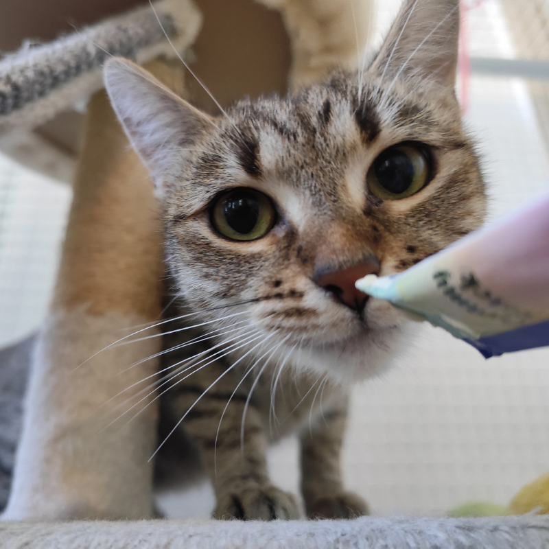 Peggie-nosteny-macska-orokbefogadas-gazdira-varo-macska-orokbefogadhato-cica-miskolci-masodik-esely-allatvedo-alapitvany-mme-2 Peggie, nőstény, cica, macska, Örökbefogadás, gazdira váró macska, örökbefogadható cica, Miskolci Második Esély Állatvédő alapítvány, MME, Miskolc