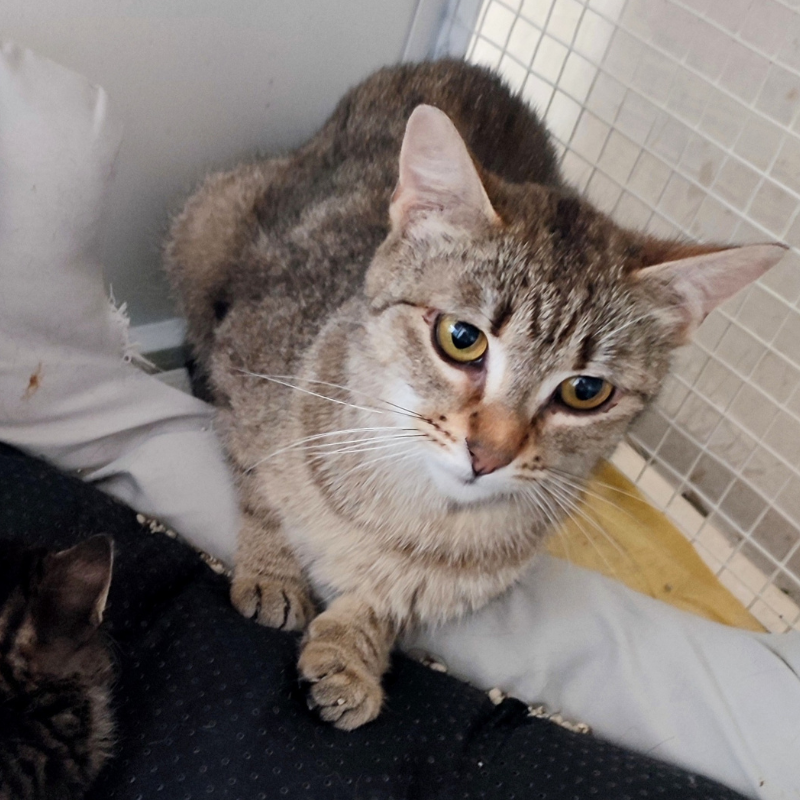 Peggie -nosteny-macska-orokbefogadas-gazdira-varo-macska-orokbefogadhato-cica-miskolci-masodik-esely-allatvedo-alapitvany-mme-9 Peggie, nőstény, cica, macska, Örökbefogadás, gazdira váró macska, örökbefogadható cica, Miskolci Második Esély Állatvédő alapítvány, MME, Miskolc