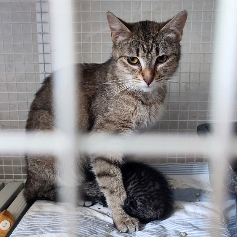 Peggie-nosteny-macska-orokbefogadas-gazdira-varo-macska-orokbefogadhato-cica-miskolci-masodik-esely-allatvedo-alapitvany-mme-8 Peggie, nőstény, cica, macska, Örökbefogadás, gazdira váró macska, örökbefogadható cica, Miskolci Második Esély Állatvédő alapítvány, MME, Miskolc