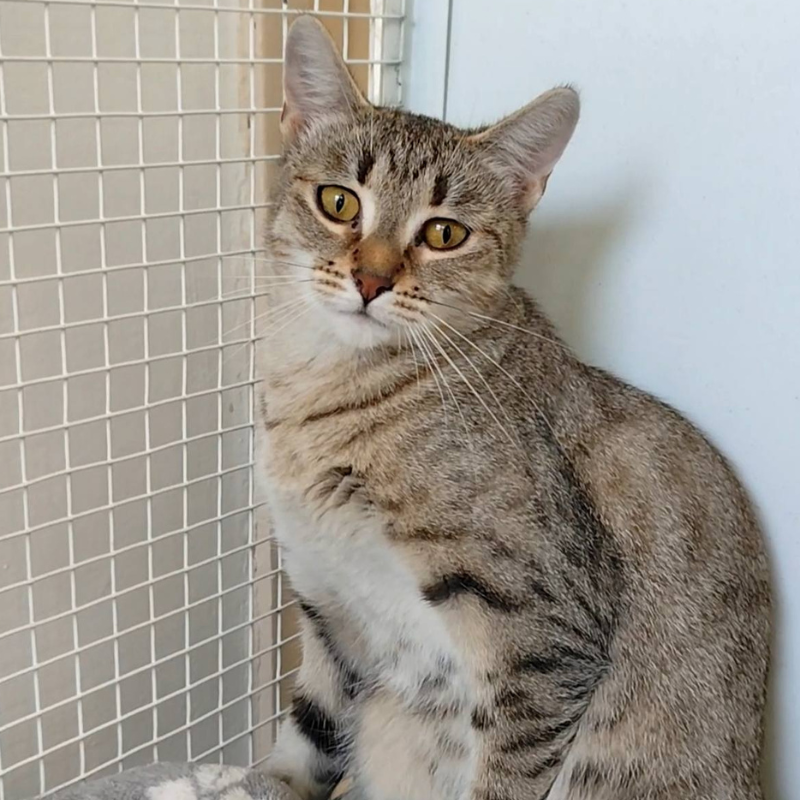 Peggie-nosteny-macska-orokbefogadas-gazdira-varo-macska-orokbefogadhato-cica-miskolci-masodik-esely-allatvedo-alapitvany-mme-7 Peggie, nőstény, cica, macska, Örökbefogadás, gazdira váró macska, örökbefogadható cica, Miskolci Második Esély Állatvédő alapítvány, MME, Miskolc