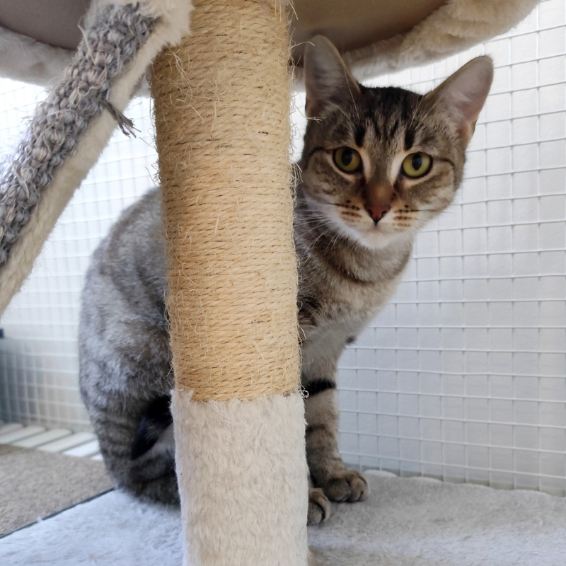 Peggie-nosteny-macska-orokbefogadas-gazdira-varo-macska-orokbefogadhato-cica-miskolci-masodik-esely-allatvedo-alapitvany-mme-6 Peggie, nőstény, cica, macska, Örökbefogadás, gazdira váró macska, örökbefogadható cica, Miskolci Második Esély Állatvédő alapítvány, MME, Miskolc