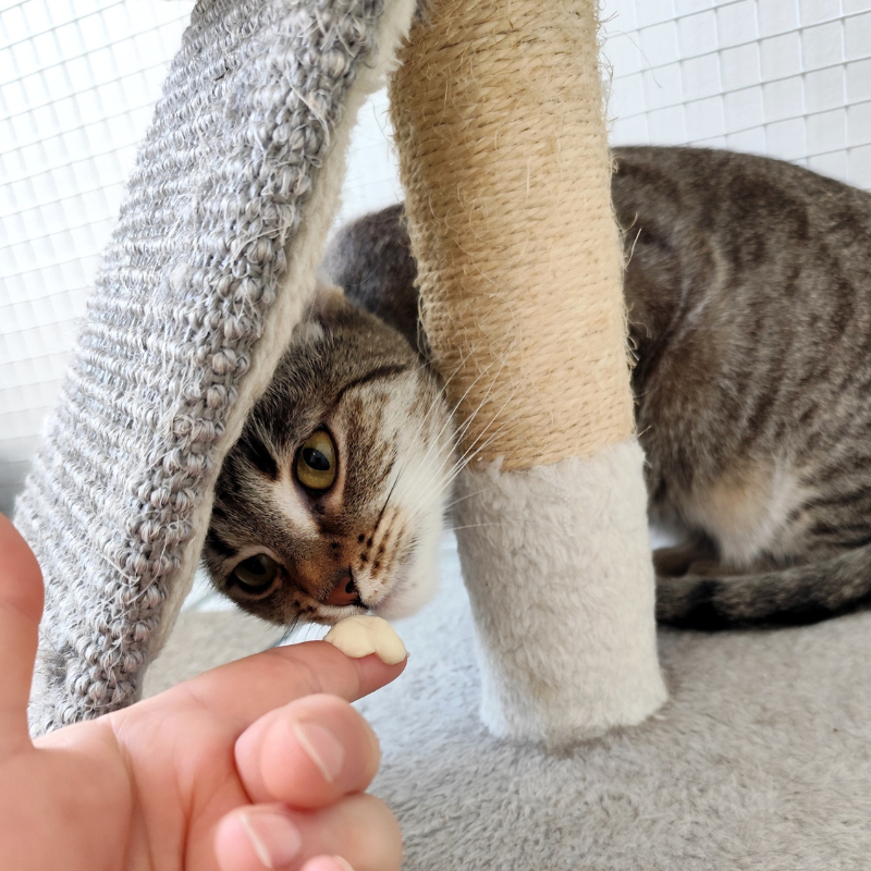 Peggie-nosteny-macska-orokbefogadas-gazdira-varo-macska-orokbefogadhato-cica-miskolci-masodik-esely-allatvedo-alapitvany-mme-5 Peggie, nőstény, cica, macska, Örökbefogadás, gazdira váró macska, örökbefogadható cica, Miskolci Második Esély Állatvédő alapítvány, MME, Miskolc