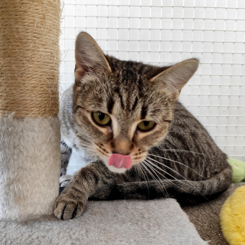 Peggie-nosteny-macska-orokbefogadas-gazdira-varo-macska-orokbefogadhato-cica-miskolci-masodik-esely-allatvedo-alapitvany-mme-4 Peggie, nőstény, cica, macska, Örökbefogadás, gazdira váró macska, örökbefogadható cica, Miskolci Második Esély Állatvédő alapítvány, MME, Miskolc