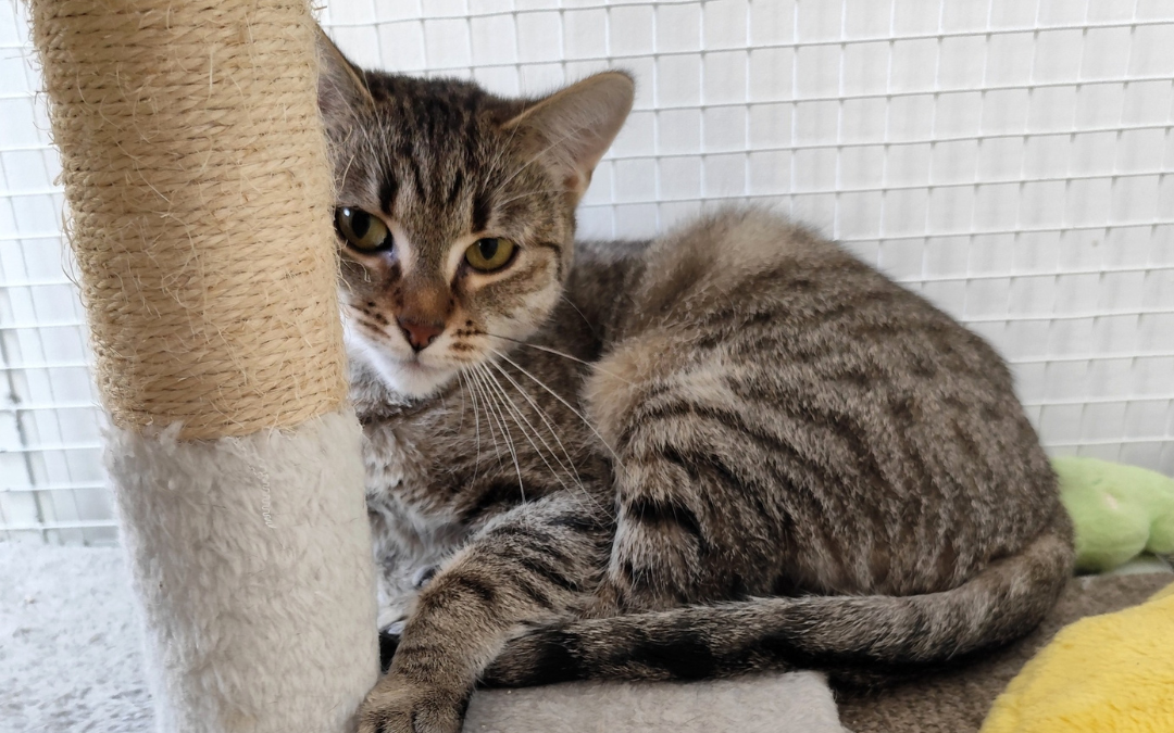 Peggie, nőstény, cica, macska, Örökbefogadás, gazdira váró macska, örökbefogadható cica, Miskolci Második Esély Állatvédő alapítvány, MME, Miskolc