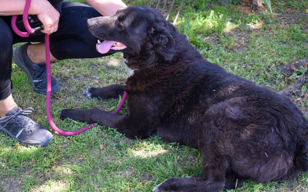 Bogáncs, kan, kutya, Örökbefogadható kutya, gazdira váró állat, örökbefogadható kutya, Miskolci Második Esély Állatvédő alapítvány, MME, Miskolc