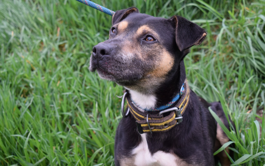 Káosz, kan, kutya, Örökbefogadható kutya, gazdira váró állat, örökbefogadható kutya, Miskolci Második Esély Állatvédő alapítvány, MME, Miskolc