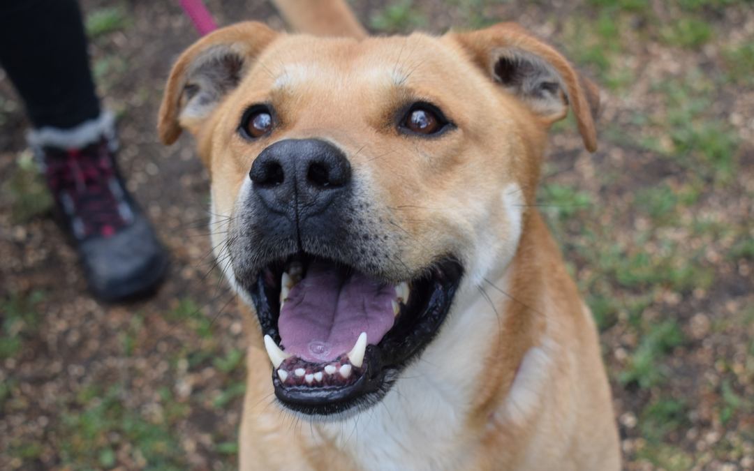 Mexx, kan, kutya, Örökbefogadható kutya, gazdira váró állat, örökbefogadható kutya, Miskolci Második Esély Állatvédő alapítvány, MME, Miskolc